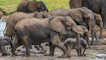 Kostenloses Foto gruppe von elefanten, die tagsüber aus einem schmutzigen teich auf einem feld im sonnenlicht kommen