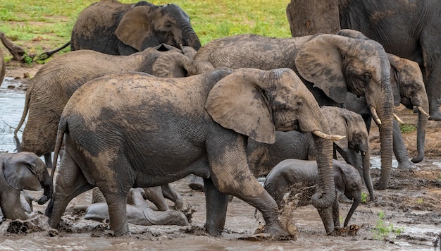 Gruppe von Elefanten, die tagsüber aus einem schmutzigen Teich auf einem Feld im Sonnenlicht kommen
