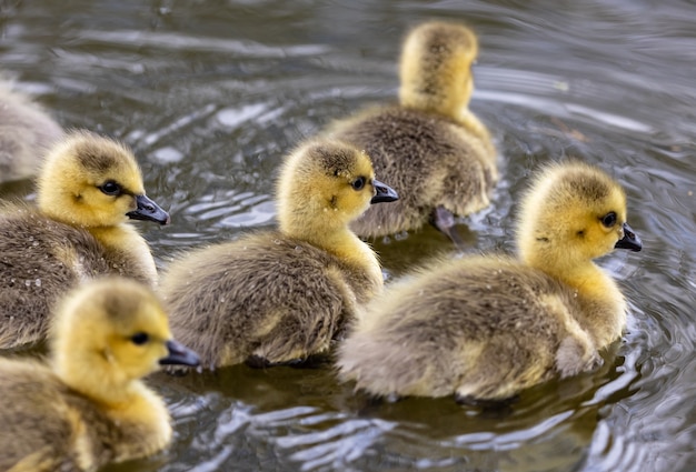 Gruppe von Entenküken in einem Teich