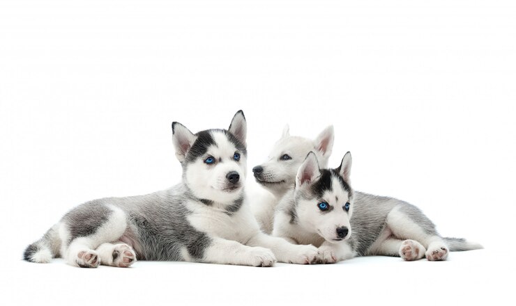 Kostenlose Foto gruppe von entzückenden husky-welpen, die lokal auf weißem copyspace liegen.