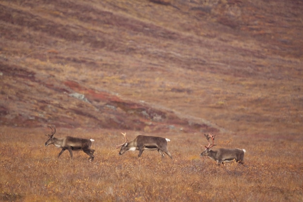 Kostenloses Foto gruppe von hirschen, die in den toren des arktischen nationalparks wandern