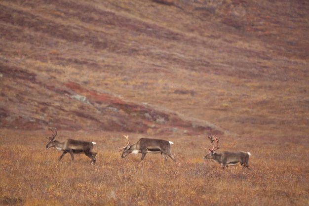 Gruppe von Hirschen, die in den Toren des arktischen Nationalparks wandern