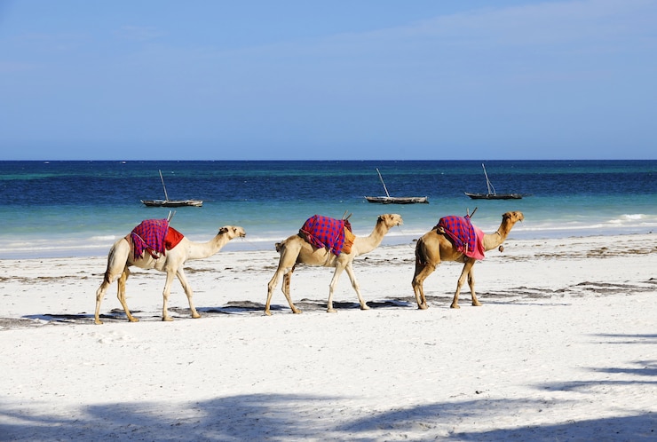 Kostenlose Foto gruppe von kamelen auf diana beach in kenia, afrika
