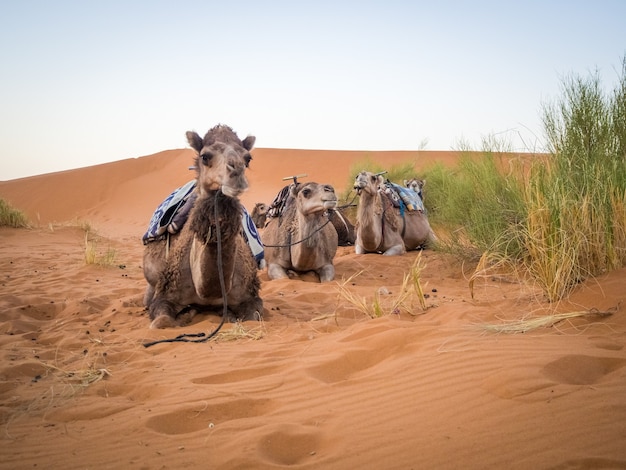 Gruppe von Kamelen, die auf dem Sand in der Sahara-Wüste sitzen, umgeben von Gras in Marokko