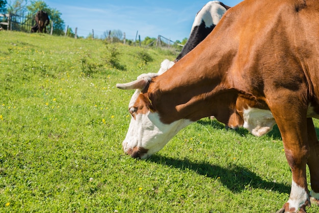 Kostenloses Foto gruppe von kühen, die gras auf dem feld weiden lassen