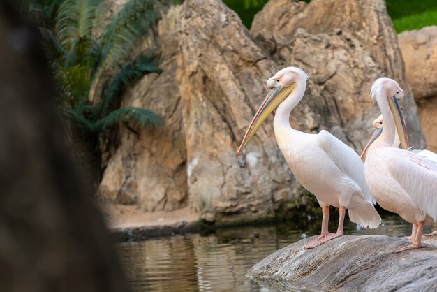 Gruppe von pelikanen, pelecanus onocrotalus, in der nähe eines sees.
