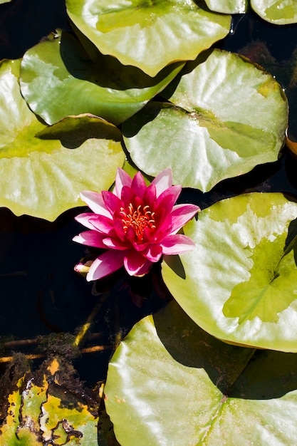 Gruppe von Seerosen und eine Blume