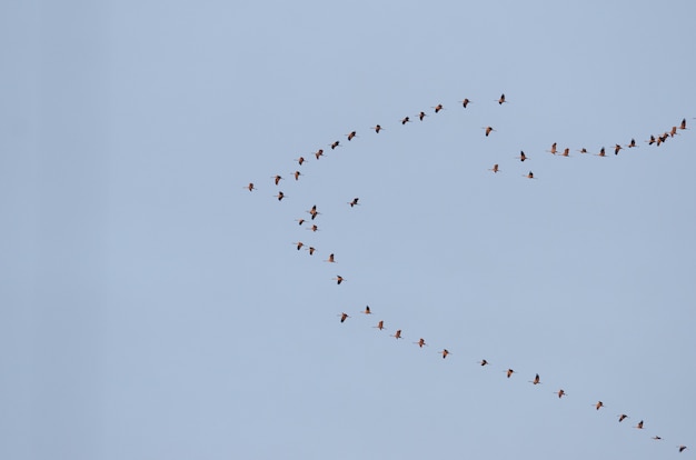 Gruppe von Vögeln, die im blauen Himmel fliegen