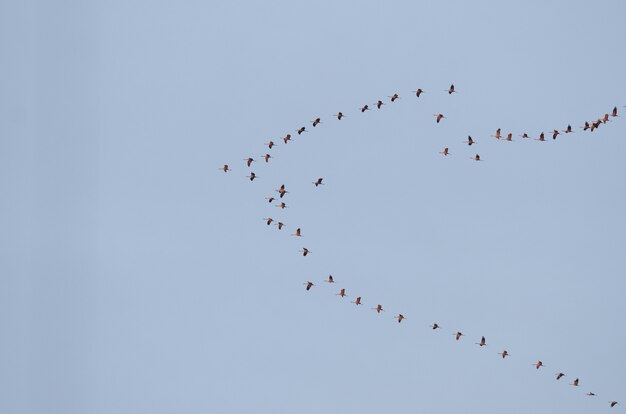 Gruppe von Vögeln, die im blauen Himmel fliegen