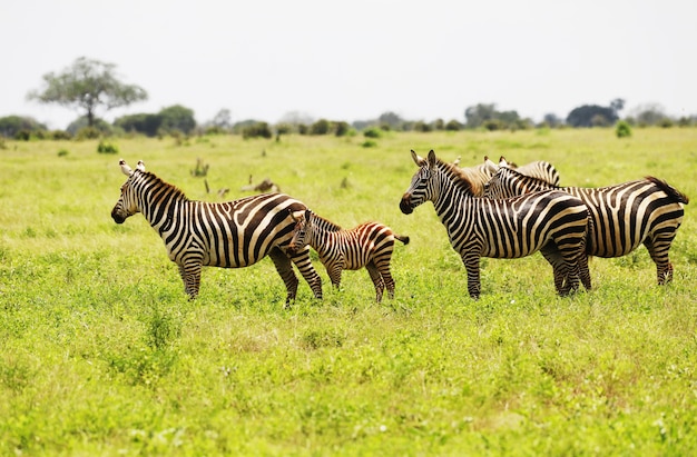 Gruppe von zebras, die im tsavo-ost-nationalpark, kenia, afrika weiden lassen