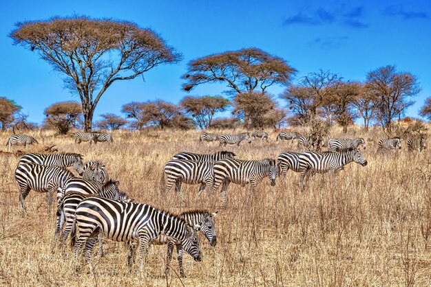 Gruppe von Zebras in Afrika