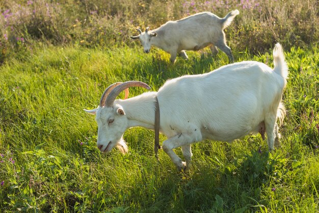 Gruppe weiße Ziegen am Bauernhofessen