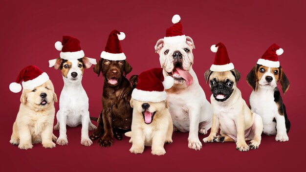 Bilder Weihnachten Hund Gratis Vektoren Fotos Und Psds