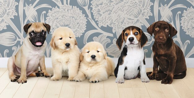 Gruppenportrait von fünf entzückenden Welpen