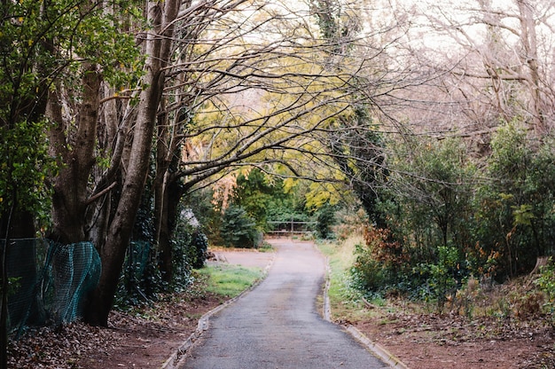 Kostenloses Foto gruselige waldstraße