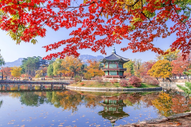 Gyeongbukgung und Ahornbaum im Herbst in Korea.