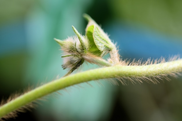 Haariger Stiel mit einer seitlichen Knospe auf dem Blatt