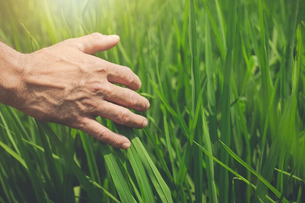 Hände des Bauern halten grüne Reisblätter auf Reisfeld.