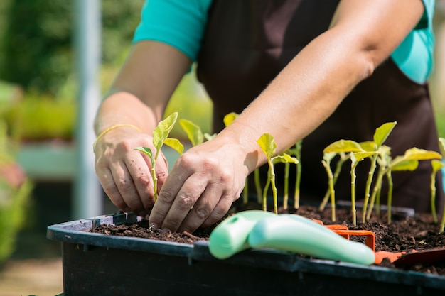 Hände des weiblichen Gärtners, der Sprossen im Behälter mit Erde pflanzt. Nahaufnahme, beschnittener Schuss, Vorderansicht. Gartenarbeit, Botanik, Anbaukonzept.