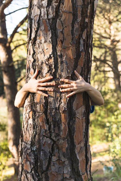 Hände, die Baum im netten grünen Holz umarmen