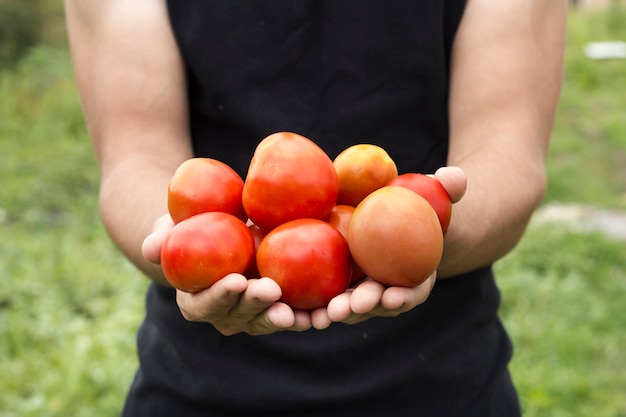 Hände, die Vorderansicht der frischen Tomatenernte halten