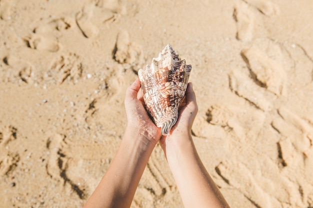 Hände halten eine Muschel am Strand