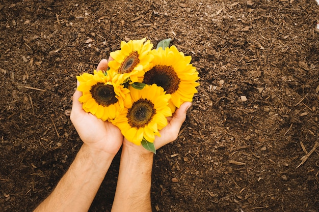 Hände halten vier Sonnenblumen