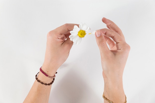 Hände ziehen die Blütenblätter der Gänseblümchen