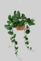Kostenloses Foto hängende pothos-pflanze auf grau