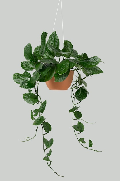 Hängende Pothos-Pflanze auf grau