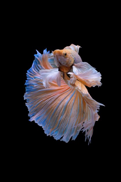 Halbmond Betta Fish