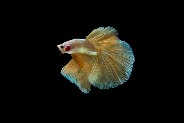 Halbmond Betta Fish