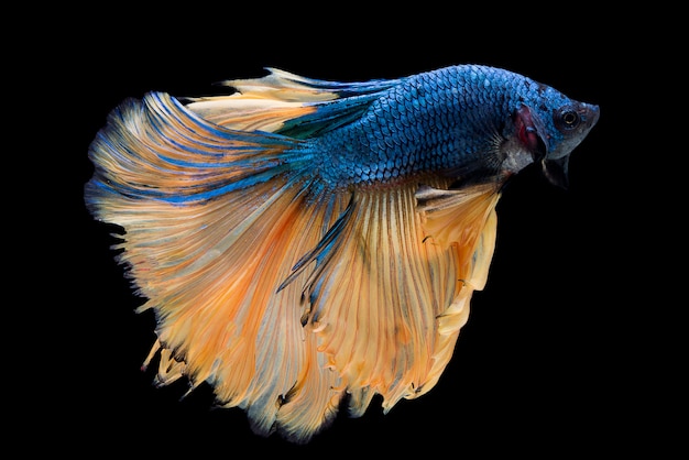 Kostenloses Foto halbmond betta fish