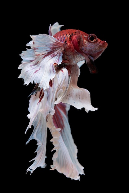 Kostenloses Foto halbmond betta fish