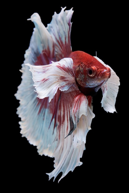 Halbmond Betta Fish