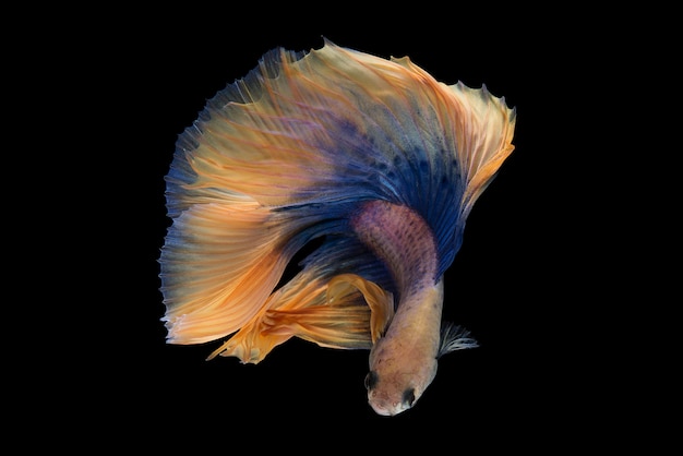 Halbmond Betta Fish