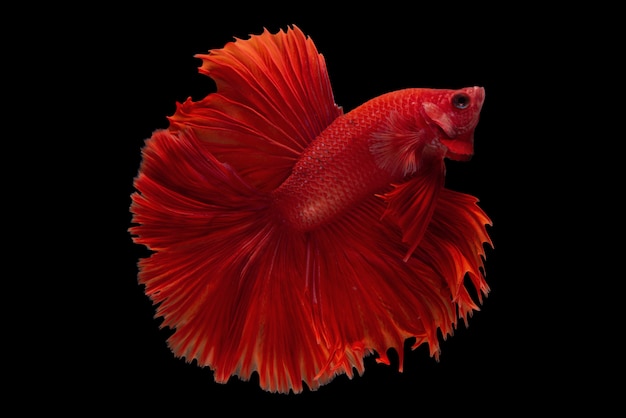 Kostenloses Foto halbmond betta fish