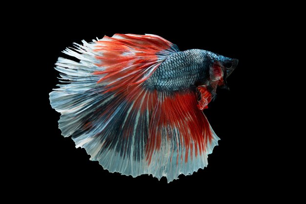 Halbmond Betta Fish