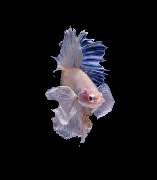 Kostenloses Foto halbmond betta fish