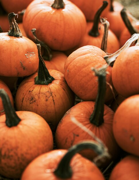 Halloween Kürbis in dunkler Herbststimmung