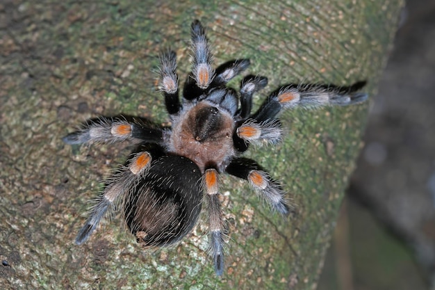 Kostenloses Foto hamorii-vogelspinne nahaufnahme auf holz hamorii-vogelspinne nahaufnahme vorderansicht der hamorii-vogelspinne