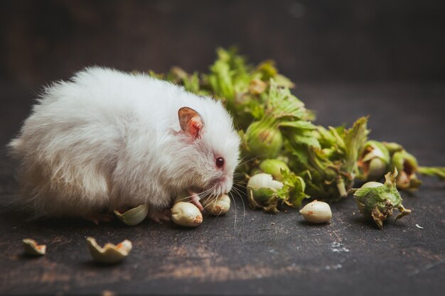 Hamster, der Haselnuss auf einem dunklen Braun isst.