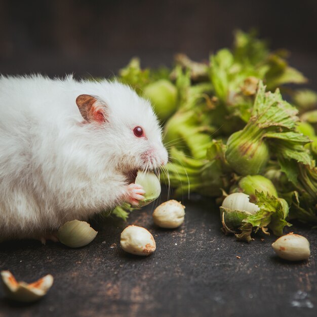 Hamster, der Haselnuss-Seitenansicht auf einem dunklen Braun isst