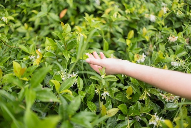 Hand der Dame, die grünes Gras berührt