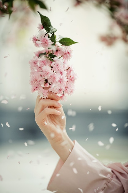 Hand der Frau mit einer Kirschblüte-Niederlassung unter Blumenblättern