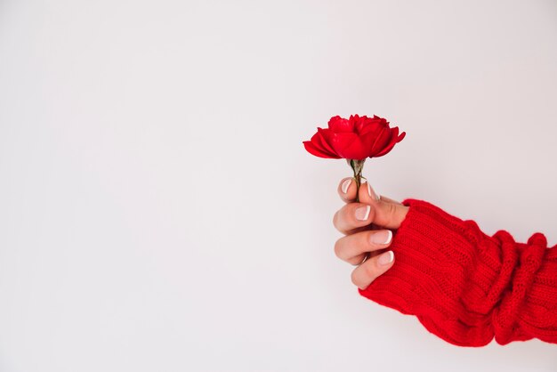 Hand der Frau mit roter Blume