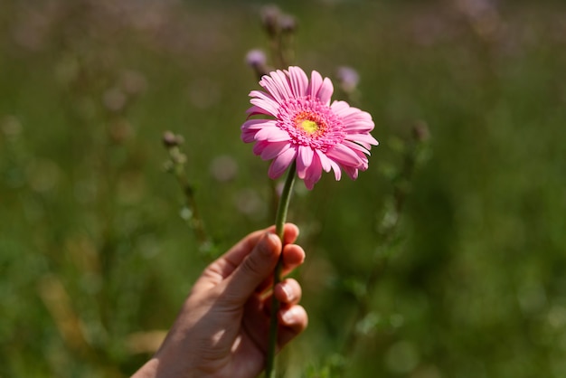 Hand des hohen winkels, die rosa blume hält