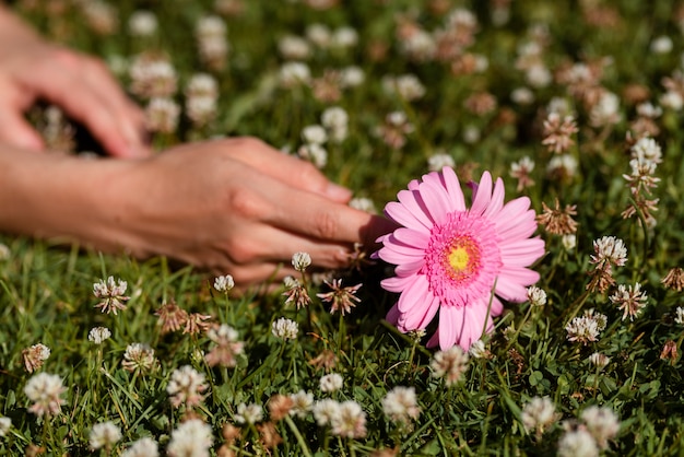 Kostenloses Foto hand des hohen winkels, die rosa blume hält