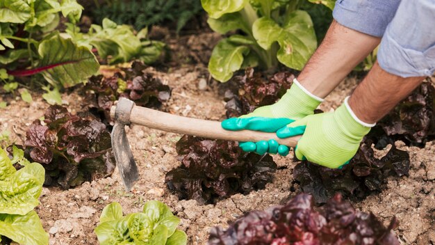 Hand des männlichen Gärtners, die den Boden im Gemüsegarten gräbt