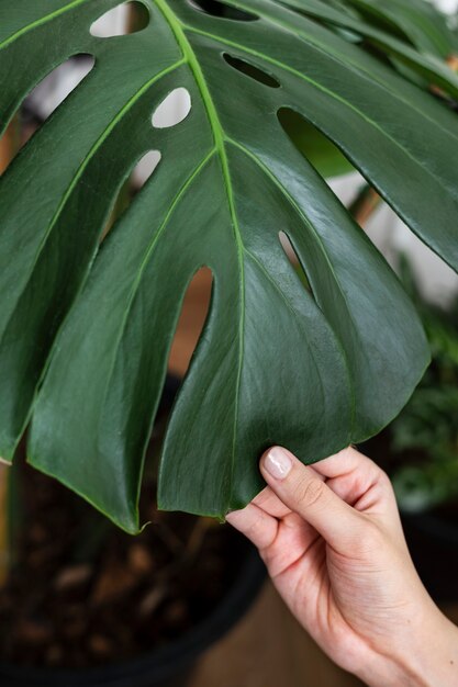 Hand, die ein Monstera-Blatt berührt